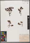 Foto von Salix reticulata L.